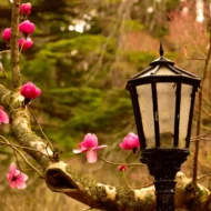 Lav, veštica i bilje vilinog vrta 100g